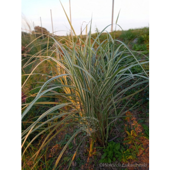 Miskant chiński Variegatus-Miscanthus sinensis