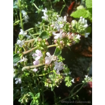 Tymianek pospolity - Thymus vulgaris