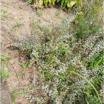 Wierzba fińska-Salix x finmarchica