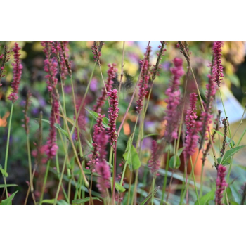 Rdest himalajski Keep Smiling - Persicaria amplexicaulis