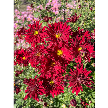 Złocień ogrodowy Duchess of Edinburgh - Chrysanthemum hybrida