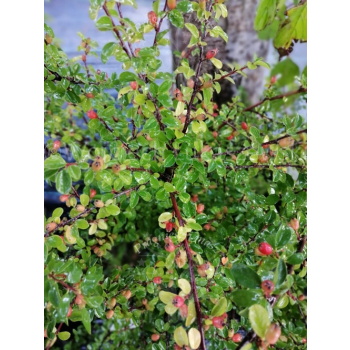 Irga dielsa-Cotoneaster dielsianus