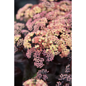 Rozchodnik ogrodowy Globe Yellow - Sedum hybridum