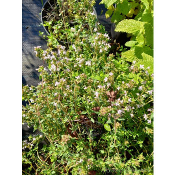 Tymianek pospolity - Thymus vulgaris