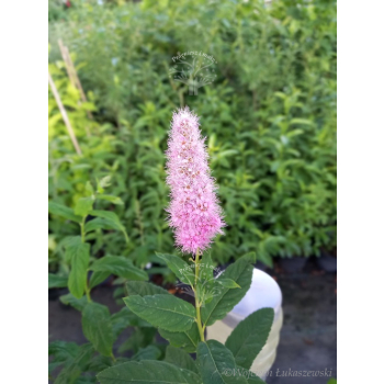 Tawuła Douglasa-Spiraea douglasii