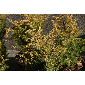 Jałowiec pospolity Suecica Aurea-Juniperus communis