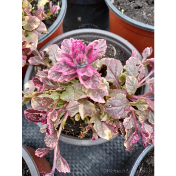 Dąbrówka rozłogowa różowo-purpurowa - Ajuga reptans