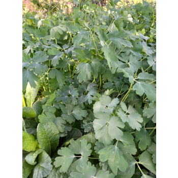 Orlik błękitny Scott Elliott-Aquilegia caerulea