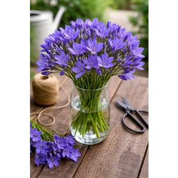 Triteleja niebieska - Brodiaea laxa Koningin Fabiola