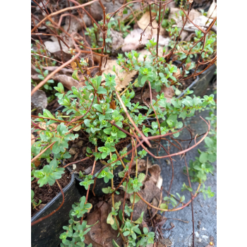 Dziurawiec zwyczajny - Hypericum perforatum