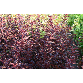 Pęcherznica kalinolistna Centre Glow - Physocarpus opulifolius