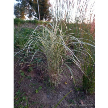 Miskant chiński Variegatus-Miscanthus sinensis
