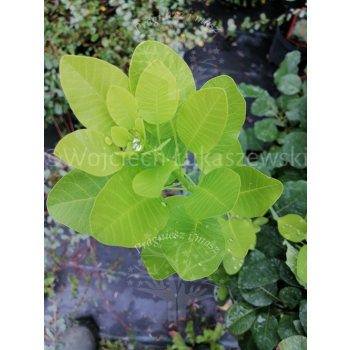 Perukowiec podolski Kanari-Cotinus coggygria