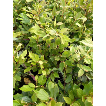 Fotergilla olszolistna Carolina (Brian Upchurch)-Fothergilla gardenii