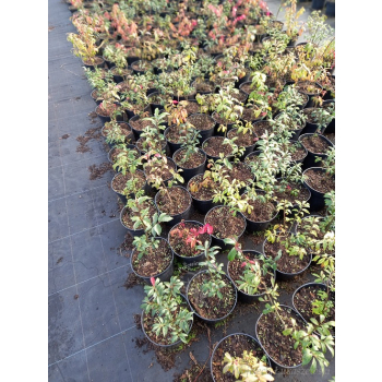 Trzmielina oskrzydlona Fireball-Euonymus alatus