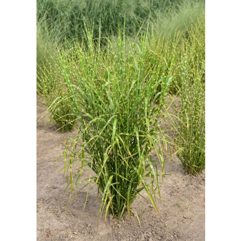 Miskant chiński Zebrinus - Miscanthus sinensis