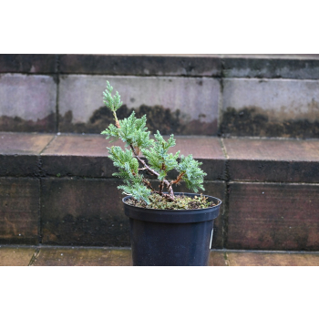 Jalowiec łuskowy Holger - Juniperus squamata 0004
