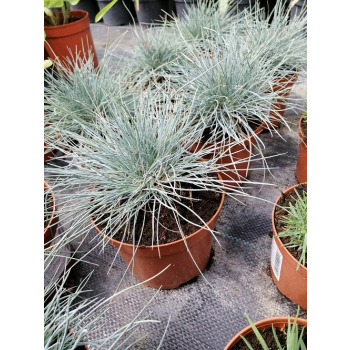 Kostrzewa sina Uchte - Festuca glauca Uchte