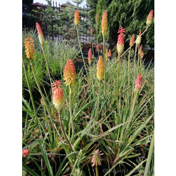 Trytoma groniasta-Kniphofia