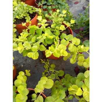 Tojeść rozesłana-Lysimachia nummularia Goldilocks