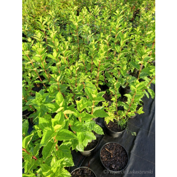 Hortensja bukietowa Magical Moonlight-Hydrangea paniculata