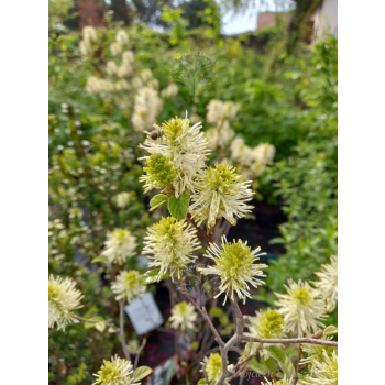 Fotergilla Mount Airy-Fothergilla x intermedia