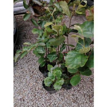Fotergilla większa-Fothergilla major