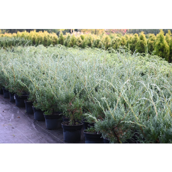 Jałowiec wirginijski Hanna Chmielnik - Juniperus virginiana