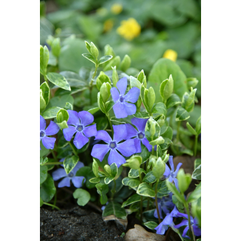 Barwinek większy Variegata - Vinca major Barwinek większy Variegata - Vinca major