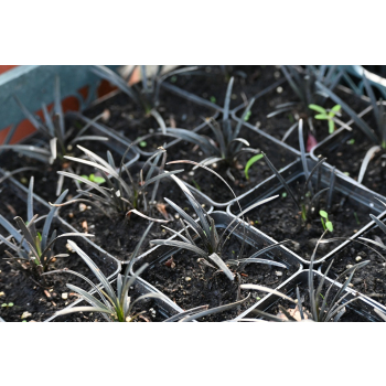 Konwalnik płaskopędowy Nigrescens - Ophiopogon planiscapus Nigrescens