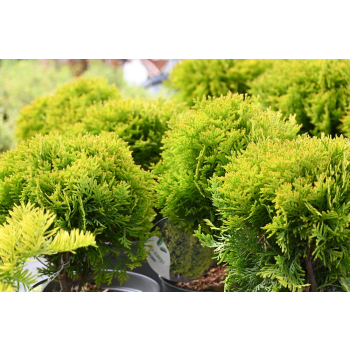Żywotnik zachodni Mirjam - Thuja occidentalis