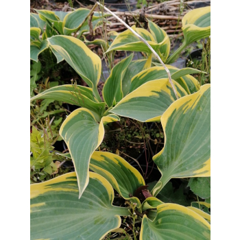 Funkia First Frost - Hosta