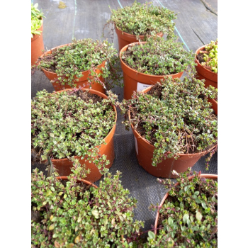 Macierzanka piaskowa Magic Carpet - Thymus serpyllum