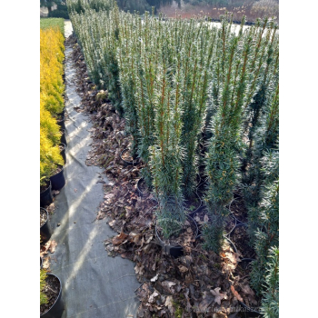 Taxus baccata Kazimierz Nowak