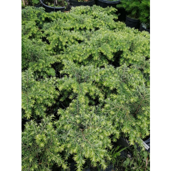 Choina kanadyjska Jeddeloh-Tsuga canadensis