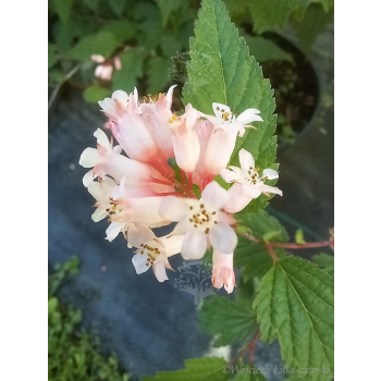 Neilia tybetańska-Neillia thibetica