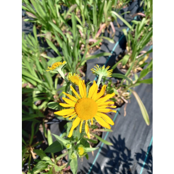 Dzielżan Hoopesa-Helenium Hoopesa