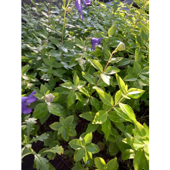 Platykodon niebieski - Platycodon grandiflorus