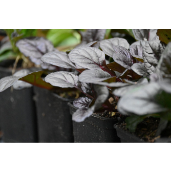 Dąbrówka rozesłana Mahogany - Ajuga reptans