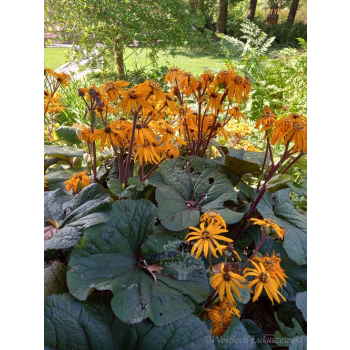 Języczka pomarańczowa-Ligularia dentata Midnight Lady