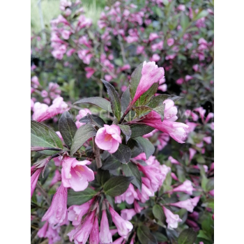 Krzewuszka cudowna Nana Purpurea-Weigela florida