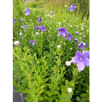 Platykodon niebieski-Platycodon grandiflorus