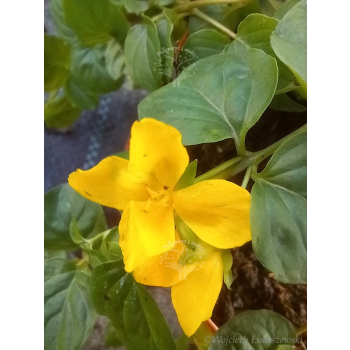 Tojeść rozesłana-Lysimachia nummularia