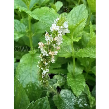 Mięta marokańska-Mentha spicata Moroccan
