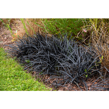 Konwalnik płaskopędowy Nigrescens - Ophiopogon planiscapus Nigrescens
