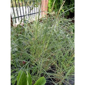 Miskant chiński Silberspinne-Miscanthus sinensis