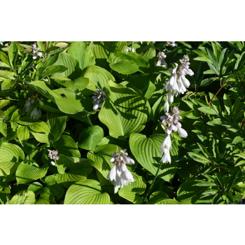 Funkia T- REX - Hosta