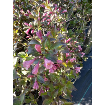 Krzewuszka cudowna Nana Purpurea-Weigela florida