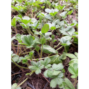 Pięciornik nepalski-Potentilla nepalensis