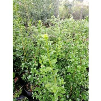 Bukszpan wieczniezielony Pyramidalis-Buxus sempervirens